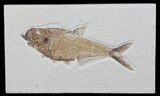 Detailed, Diplomystus Fossil Fish - Wyoming #63987-1